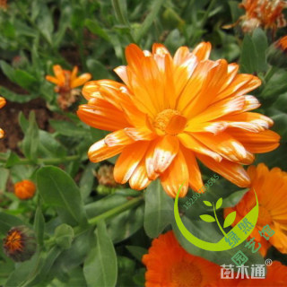 金盏菊种子金盏菊种子