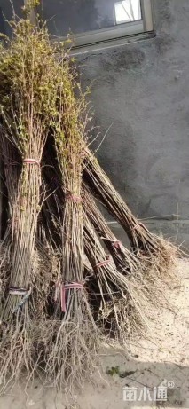 高度60厘米矮紫薇小苗