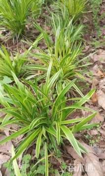 高度40厘米金边阔叶麦冬