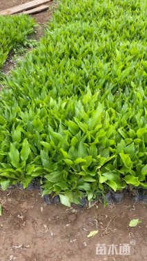 高度15厘米紫萼