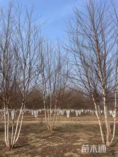 高度800厘米丛生河桦