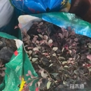 高度25厘米红花继木小苗