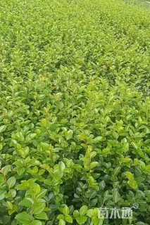 高度25厘米茶梅