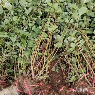 高度80厘米红瑞木