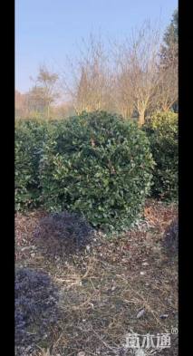 高度250厘米蚊母球