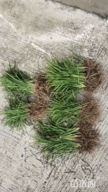 高度17厘米细叶麦冬草