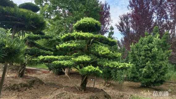 移栽苗造型罗汉松