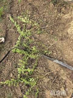 高度55厘米火棘