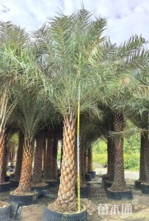 裸干高200厘米中东海枣