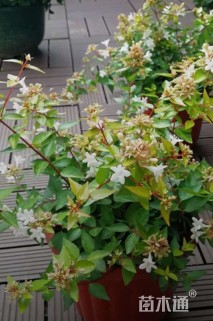 高度30厘米大花六道木小苗