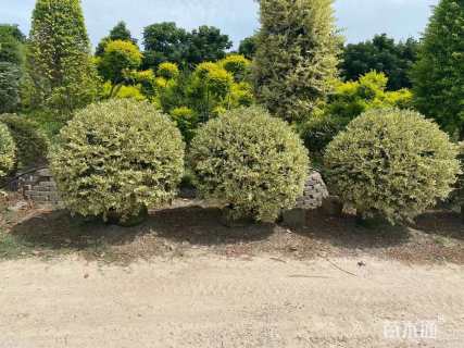 高度120厘米金姬小蜡