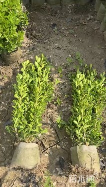 高度50厘米瓜子黄杨