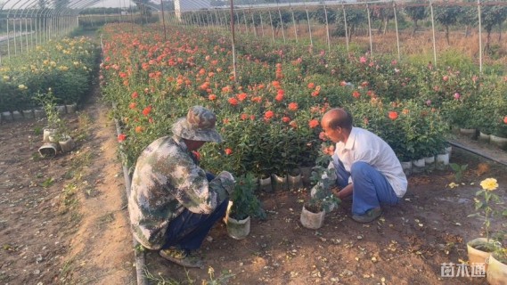 高度40厘米月季