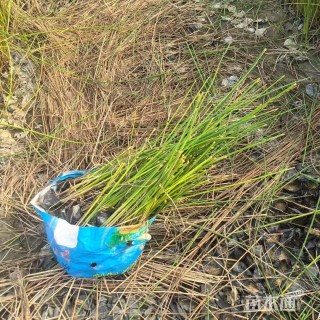 高度60厘米水葱