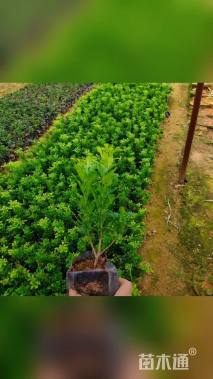 高度20厘米米兰