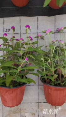 高度25厘米千日红