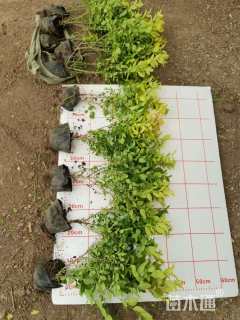 高度40厘米金叶女贞小苗