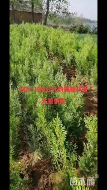 高度80厘米侧柏