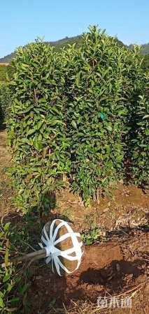 高度160厘米珊瑚冬青