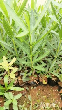 高度20厘米夹竹桃