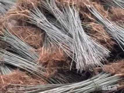 高度90厘米紫穗槐