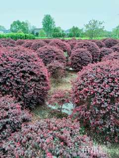冠幅120厘米红花继木球