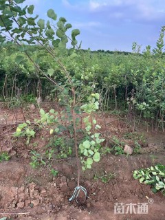 高度200厘米黄栌小苗