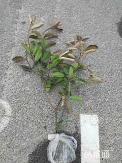 高度50厘米红叶石楠小苗