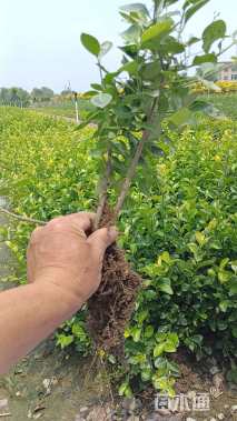 高度30厘米卫矛