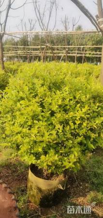 冠幅80厘米金冠女贞球