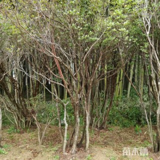 高度2500厘米映山红