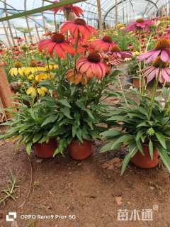 高度15厘米松果菊