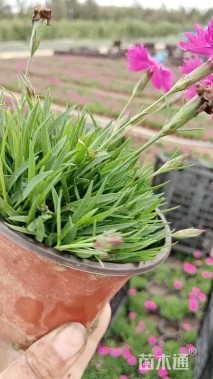 高度13厘米欧石竹