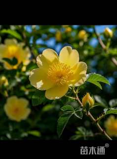 高度80厘米黄刺玫