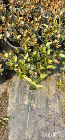 30厘米花叶络石