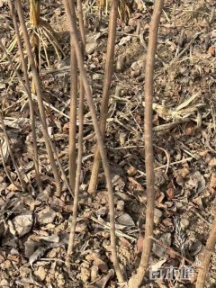 高度50厘米密枝红叶李