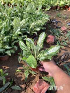 高度18厘米花叶玉簪