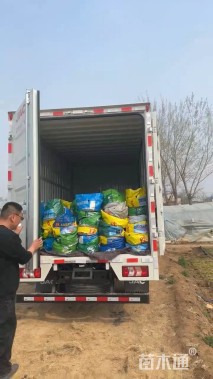 高度40厘米画眉草