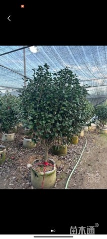 高度150厘米茶花