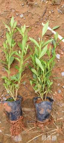 高度25厘米小叶栀子