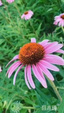 高度10厘米松果菊