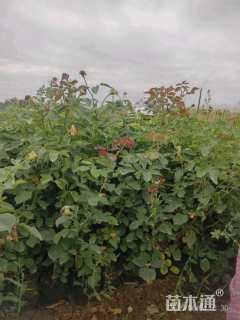 高度40厘米大花月季