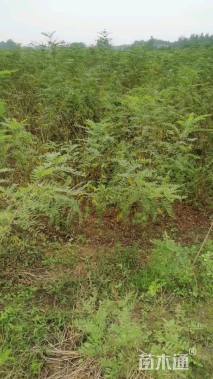 高度100厘米紫穗槐