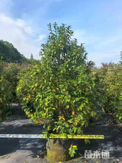 高度150厘米紫花含笑