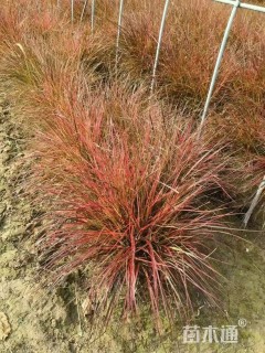 高度60厘米火焰狼尾草
