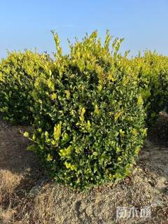 冠幅120厘米金森女贞球