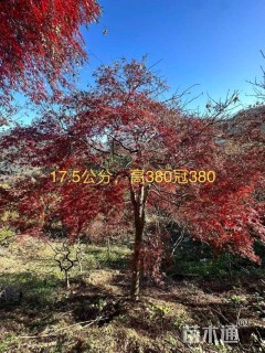 高度350厘米羽毛枫