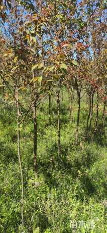 2公分福建山樱花