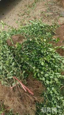 高度20厘米卫矛