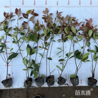 高度45厘米红叶石楠绿篱苗
